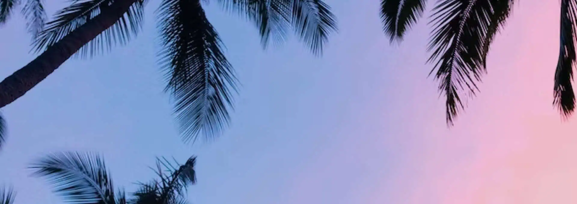 Palm trees silhouetted against a purple sky
